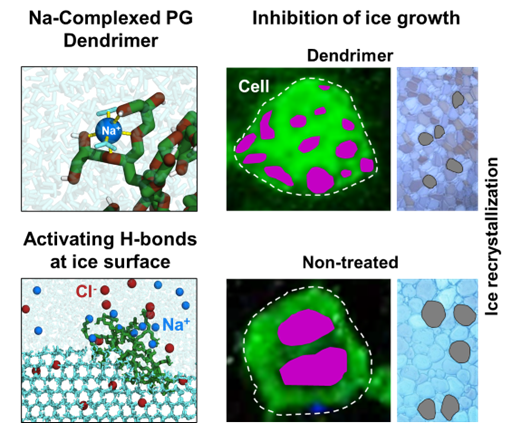 Na+-Complexed  Dendritic Polyglycerols for Recovery of Frozen Cells and Their Network in Media