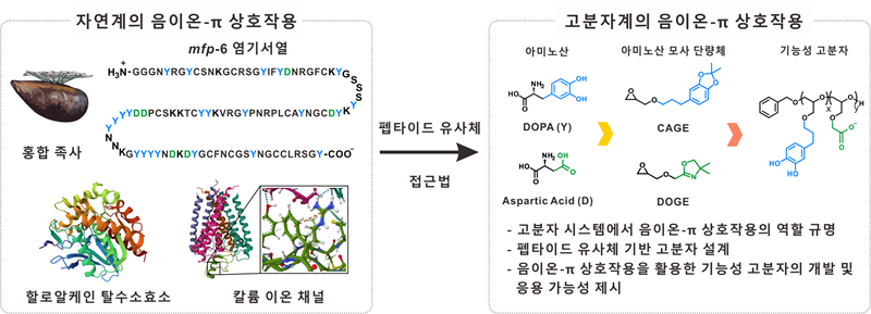 연구 성과 언론 보도 - 홍합 모방 고분자 시스템 내 음이온-π 상호작용 설계 전략 최초 제시