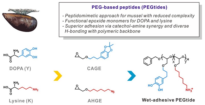 Peptidomimetic Wet-Adhesive PEGtides with Synergistic and Multimodal Hydrogen Bonding
