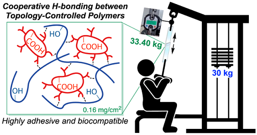 Design of Topology-Controlled Polyethers toward Robust Cooperative Hydrogen Bonding