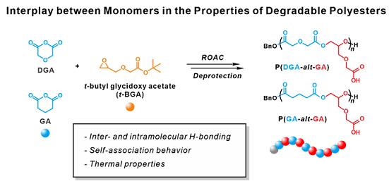 Tailoring the Interplay between Two Monomers in the Properties of Degradable Polyesters Synthesized via Ring-Opening Alternating Copolymerization