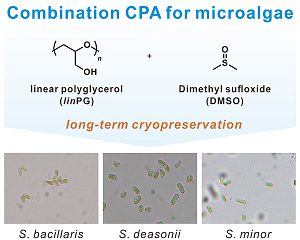 Synergistic Effect of Polyglycerol and DMSO for Long-term Cryopreservation of Stichococcus Species